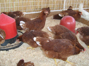 Повечето снасят пилета порода