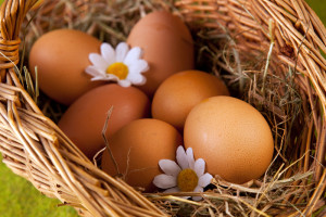 производство на яйца от кокошки порода снимки, отзиви и видеоклипове