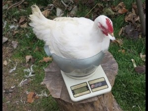 Как да се намали пилетата