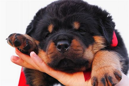 10 най-лоялните породи кучета, свежо - най-доброто от деня, в който някога ще се нуждаете!