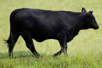 Абърдийн Ангъс крави и бикове снимки, описание
