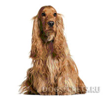 Английски кокер шпаньол описание порода, кучета, природни снимки, цената на кученцата къде да купя