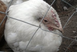 Заболявания на кокошките носачки и тяхното лечение, симптомите на заболяването и лечението на пилета, кокошки, лекувани очите