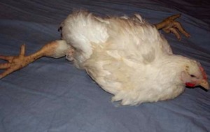 Заболявания на кокошките носачки и тяхното лечение, симптомите на заболяването и лечението на пилета, кокошки, лекувани очите