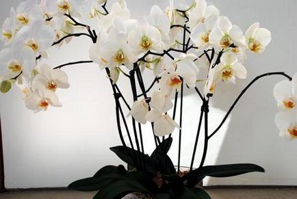 орхидеи Захранващите у дома
