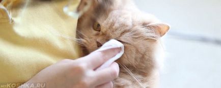 измиване на котка око у дома или хлорхексидин