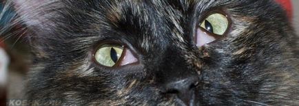 измиване на котка око у дома или хлорхексидин