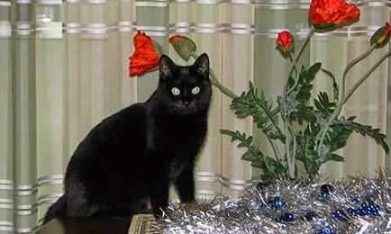 Черна котка - символ на късмет или нещастие