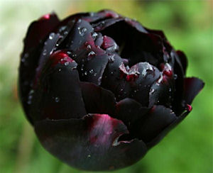Черно Tulip цвят на косата