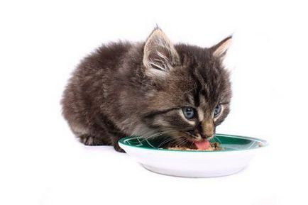 Какво да ядем, котенца (2 месеца) от емисия
