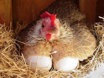 Какво да се направи, че пиле не седне на яйцата - ефективни методи