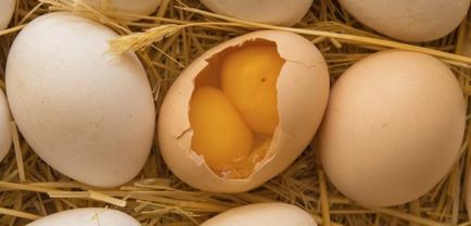 Как да си направим пиле не седи върху яйцата и да ги отнесе в един голям яйчен жълтък