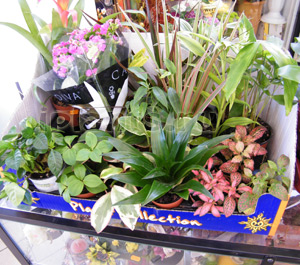 Цветя в къщи - как да започнат да се размножават стайни растения име, покупка, прехвърляне