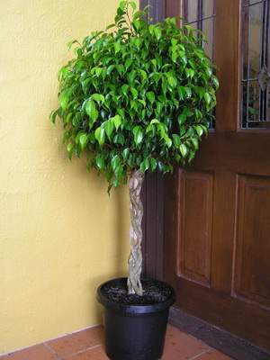 Цветя Ficus стая тип снимка, как да се грижат у дома
