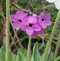 Цветя Primula (иглика) - групи и видове иглика