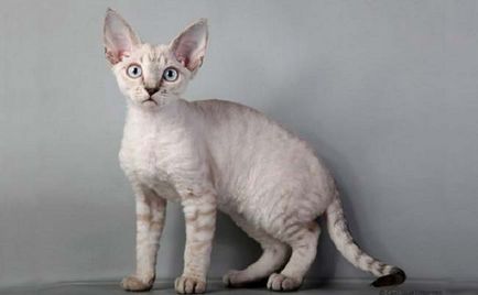 Devon Rex снимка, цена, описание порода, характер, видео, детски ясли - murkote за котки и котки