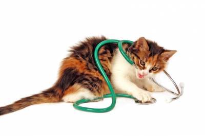 Дихателна система котка възможни нарушения и причините за тях
