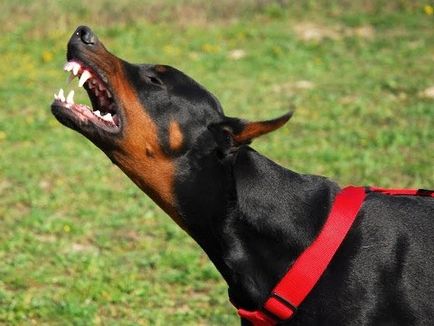 Добермани дявола кучета (10 снимки)