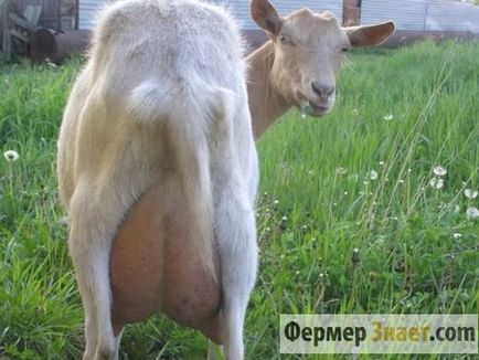 Доилен апарат за кози купуват или правят собствените си ръце (доилни) Доилен апарат за кози купуват или да направите свои собствени ръце