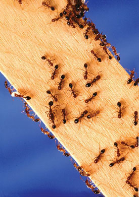 Домакински мравки
