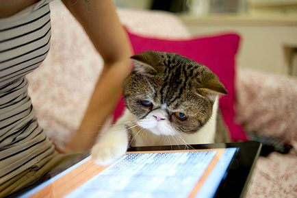 Електронни играчки за котки са полезни за здравето за домашни любимци, котки на град Оренбург