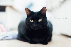 Снимки на британските котки от различни цветове (синьо, мрамор и др