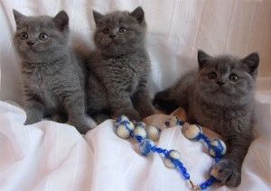Снимки на британските котки от различни цветове (синьо, мрамор и др