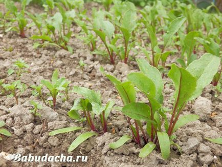 Къде тогава е по-добре да се засадят цвекло, вила (по-добър) Къде тогава е по-добре да се засадят цвекло, вила