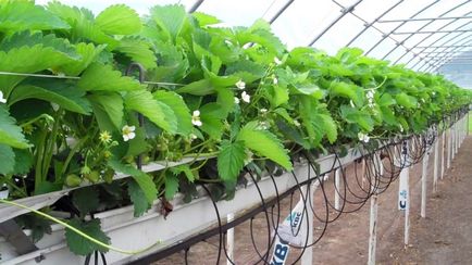 Хидропоника за отглеждане целогодишно на ягоди в страната