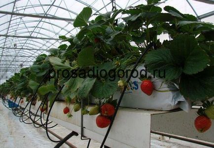 Хидропоника за ягоди с ръцете си в метод разтвор на нарастващата без субстрат, видео и снимки