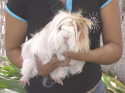 Giant cavy Kui (разреждане) Гигантски морски свинчета Kui