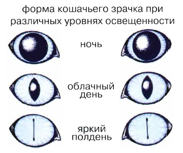котешки очи
