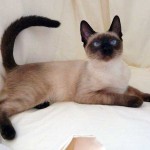Кръшни сиамски котки (35 снимки)