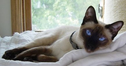 Кръшни сиамски котки (35 снимки)