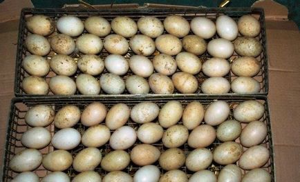 Инкубация на патешки яйца как да се направи у дома