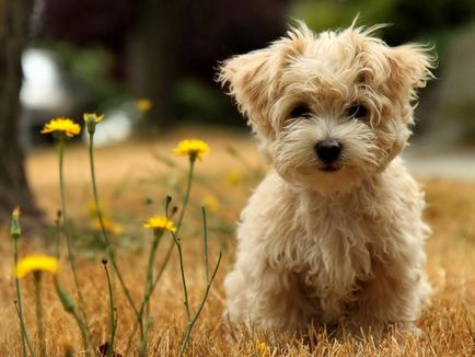 История на произхода и характеристиките на кучета порода пинчер