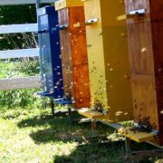 Осъществяване хранилки за птици за пчелите със собствените си ръце