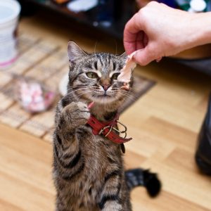 Как да се обучават една котка да се обучават у дома, как да го направя