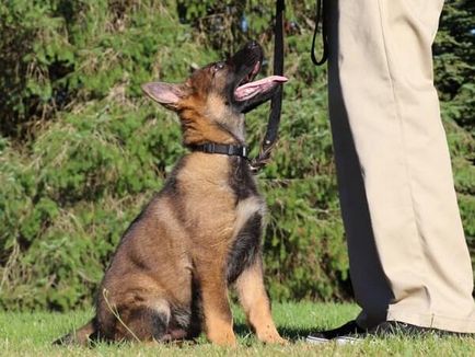 Как да се обучават на немска овчарка кученца и образоват вкъщи дясно