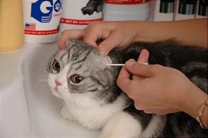 Както почистване на ушите си котка у дома