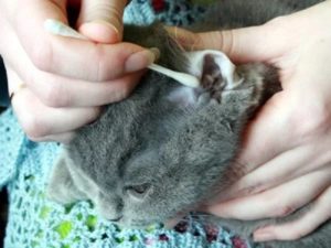 Както почистване на ушите си котка у дома