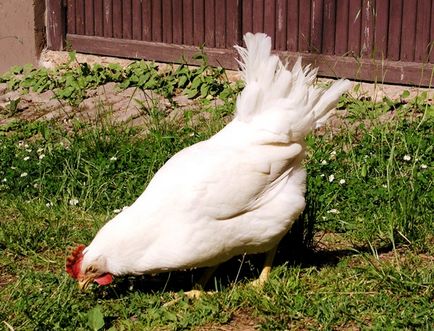 Как и какво за лечение на диария при пилета препоръки, фото и видео преглед