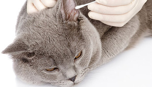 Как и какво да почистите котката или ушите на котката като влакът да инспектира, как да се отървете от ушни кърлежи