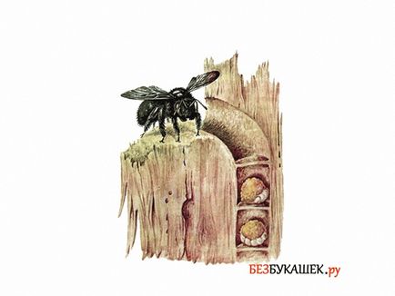 Как да се отървем от пчели в стената на къща на дърво 6-ефективните начини за борба с