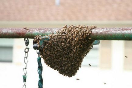 Как да се отървем от оси и пчели в градината и в къщата да се запознаят ефективни начини