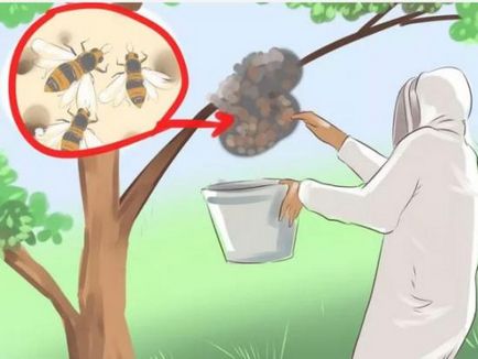 Как да се отървем от пчели в стената на къщата, да ги изведат на дървена къща