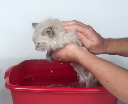 Как да се къпе котка