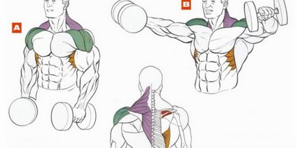 Как да се изгради раменете у дома - набор от упражнения за раменния пояс
