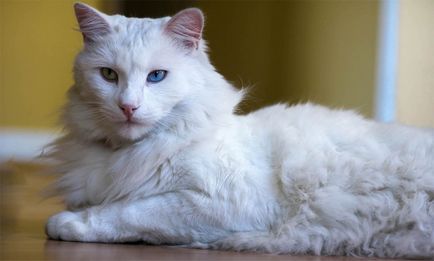 Какви са имената на порода котка с големи очи и техните снимки