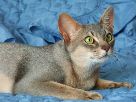 Какви са имената на порода котка с големи очи и техните снимки